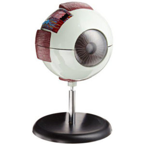 Anatomical eye model with muscles on stand